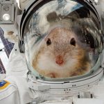 موش‌های فضایی می‌توانند کلید جلوگیری از کم‌شدن عضلات فضانوردان باشند